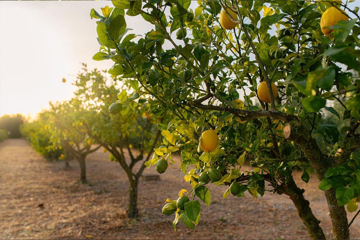 Bed and Breakfast La Farm Baleares (Adults Only) Santa Maria del Cami  Zewnętrze zdjęcie